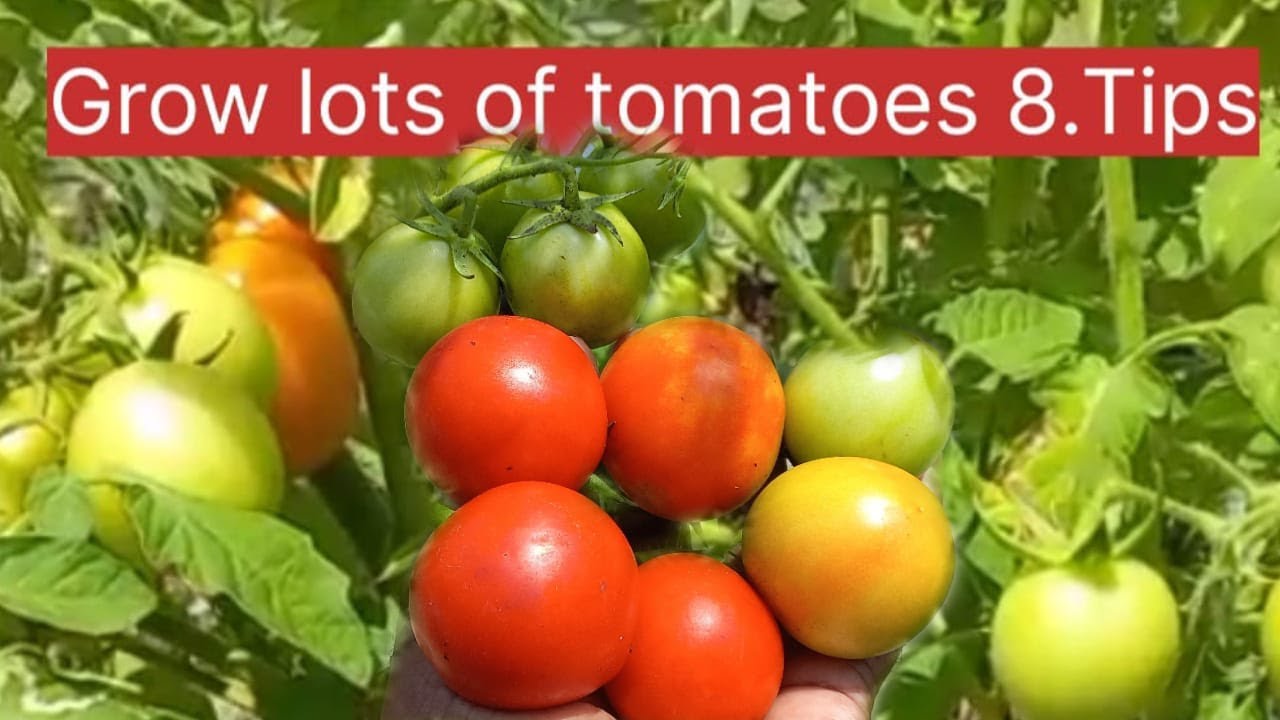 Grow lots of Tomatoes.8 Tips/தக்காளி நடுகைக்கான எட்டுத் துணுக்குகள்
