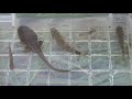 カエル 小魚 川エビ☆日本の川の生き物を捕獲。