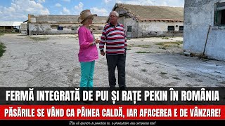 Fermă integrată de pui și rațe Pekin în România, păsările se vând ca pâinea caldă