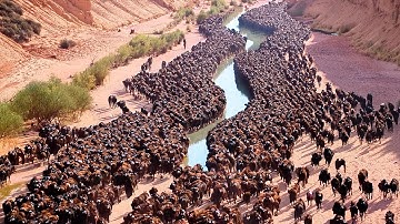 They Put Hundreds of Bisons to the Desert and Left for 10 Years, Result Was Insane