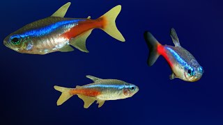 The Neon Tetra: Nature's Masterpiece in Your Aquarium