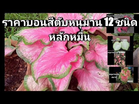 ศึกษา ราคาบอลสีตับหนุมาน !12 ชนิด หลักหมื่น