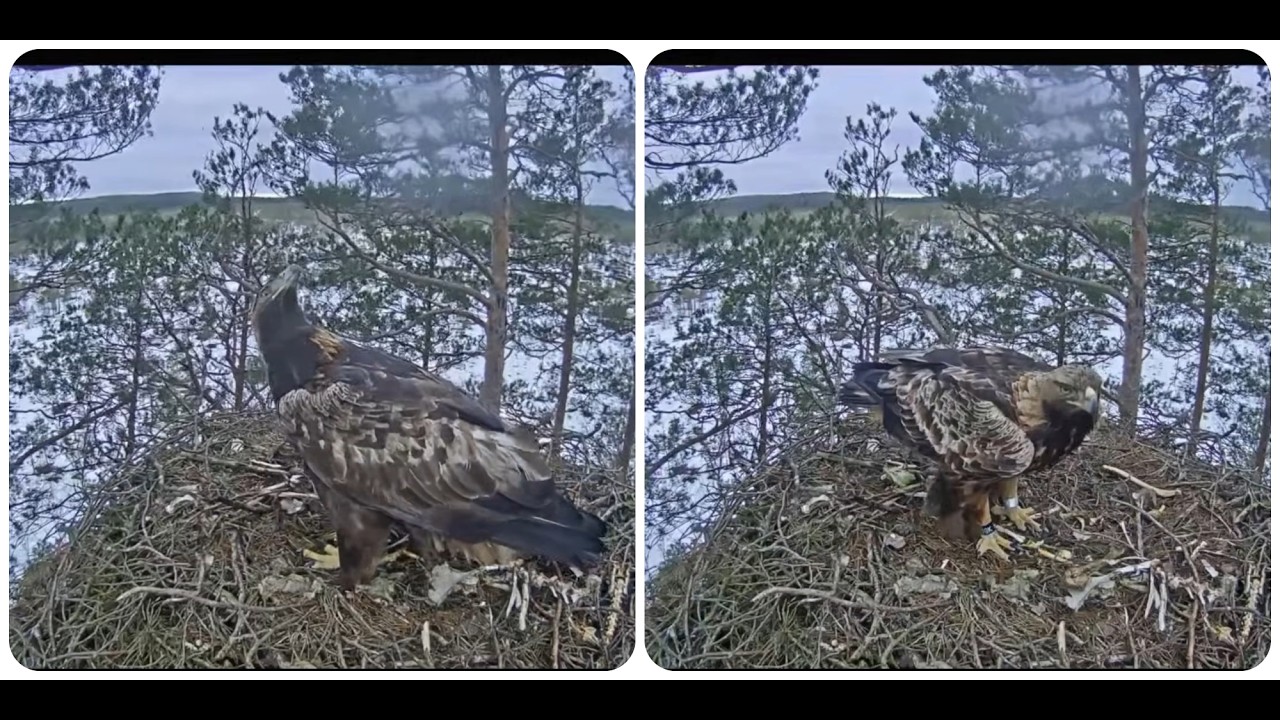 Spilve visits the nest with its new friend  Latvijas valsts meži LVM Klinšu ērglis - Golden Eagle