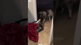 Naughty Boy. A Thief I Say