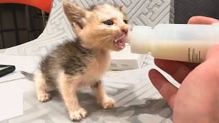 Thought it was a mouse, but it was two tiny stray kittens. No adopters, so I took them in