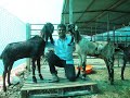 Nidhi Goat Farm Phaltan| Best Beetal Goat Farm In Maharashtra|Nikhil Abhang|Marathi.