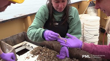 Integrated Monitoring for Sustainable Ocean Management