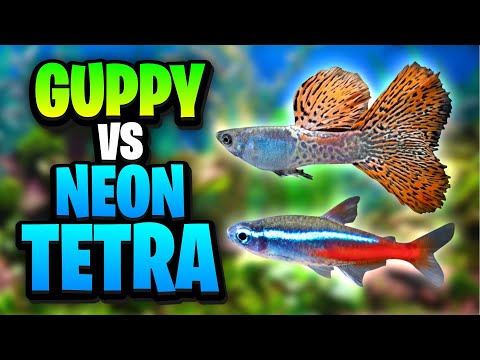 Guppy Vs Neon Tetra - What's The Best Tropical Fish For Your Aquarium?