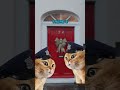 Police Knock on Man’s Door 😎 [REUPLOAD] (CAT MEMES🐈) @lukedavidson81 #shorts