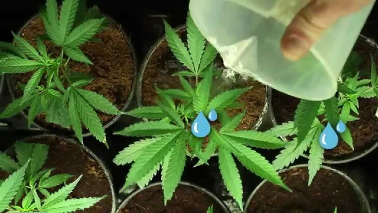 GrowBuddy - Grow Journal Software