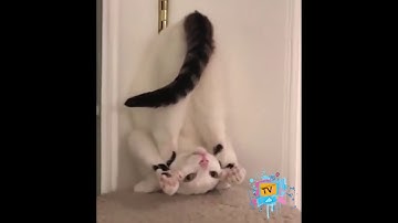 Funny Animals | Hilarious Pet Compilation 2019 | RandomizationTV