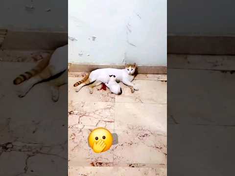 كان معها سته والناجي الوحيد