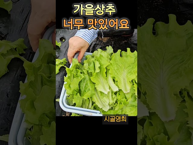 2025년 10월 15일
