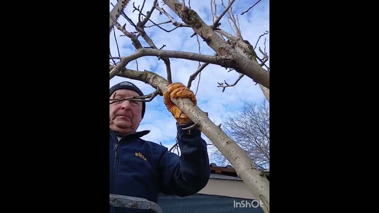 Весенняя обрезка груши 