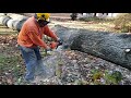 Keeping Big Wood High When Bucking a Log