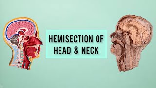 Hemisection of Head &amp; Neck || Model || viscera ||ANATOMY ||