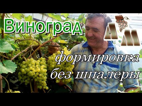 Обрезка и формировка винограда - YouTube