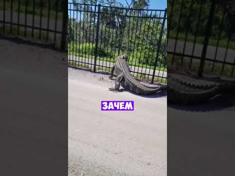 Это самый сильный Аллигатор! 😱 #животные #удивительно #смешно #shorts