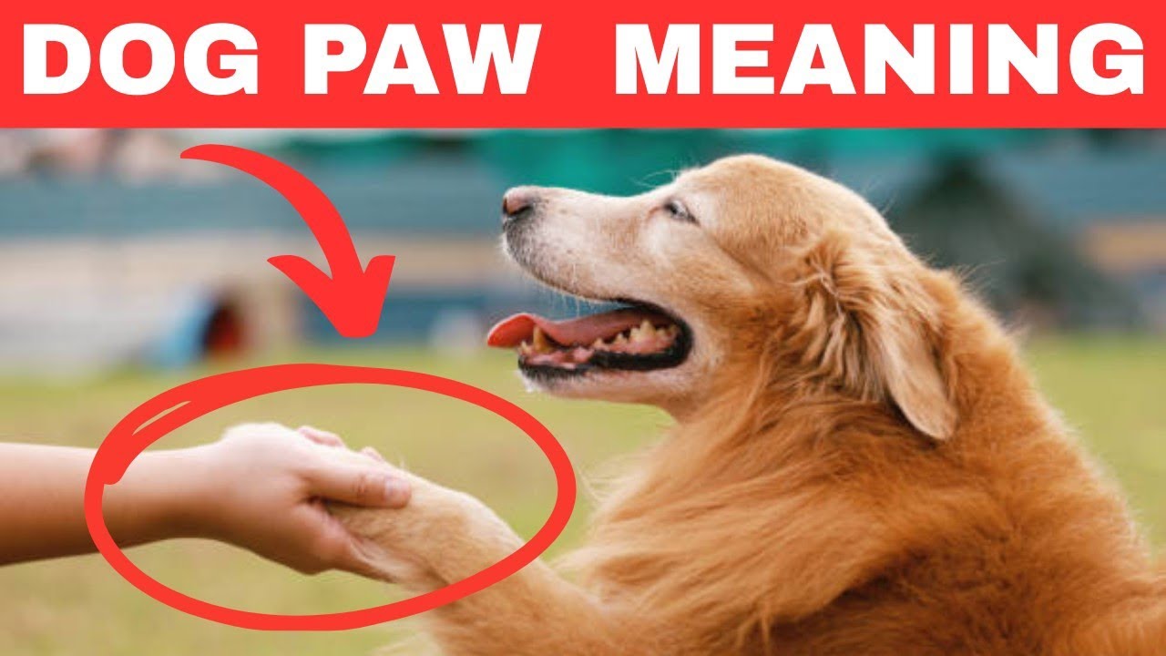When Your Dog Puts Their Paw On You THIS Is What It Really Means Dog when-your-dog-puts-their-paw-on-you-this-is-what-it-really-means-dog