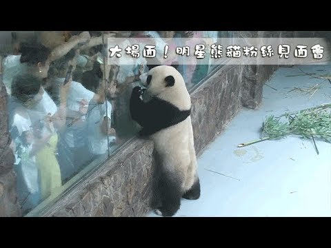 《熊貓早晚安》大場面！巨星粉絲見面會火熱開場 | iPanda