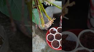 roots devloped in water ??☘️plantlovers plants plantbased fartilizer roots water coleusplant