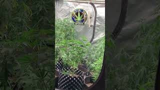 Introduction to WWP Genetics