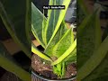 Day 2 #dailyupdates #snakeplant #happygardening #plantscare #hobby #seedlings #auspiciousplants
