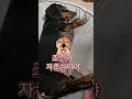 잠좀자자 #강아지 #반려견 #dog #반려동물 #닥스훈트 #하루 #dachshund #쇼츠