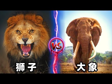 狮子vs大象，当万兽之王遇到力量之神，谁会笑到最后呢？