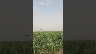 DJI AGRAS T25 #большая #drone #agriculture #agriculturedrone #spray #sprayinguav