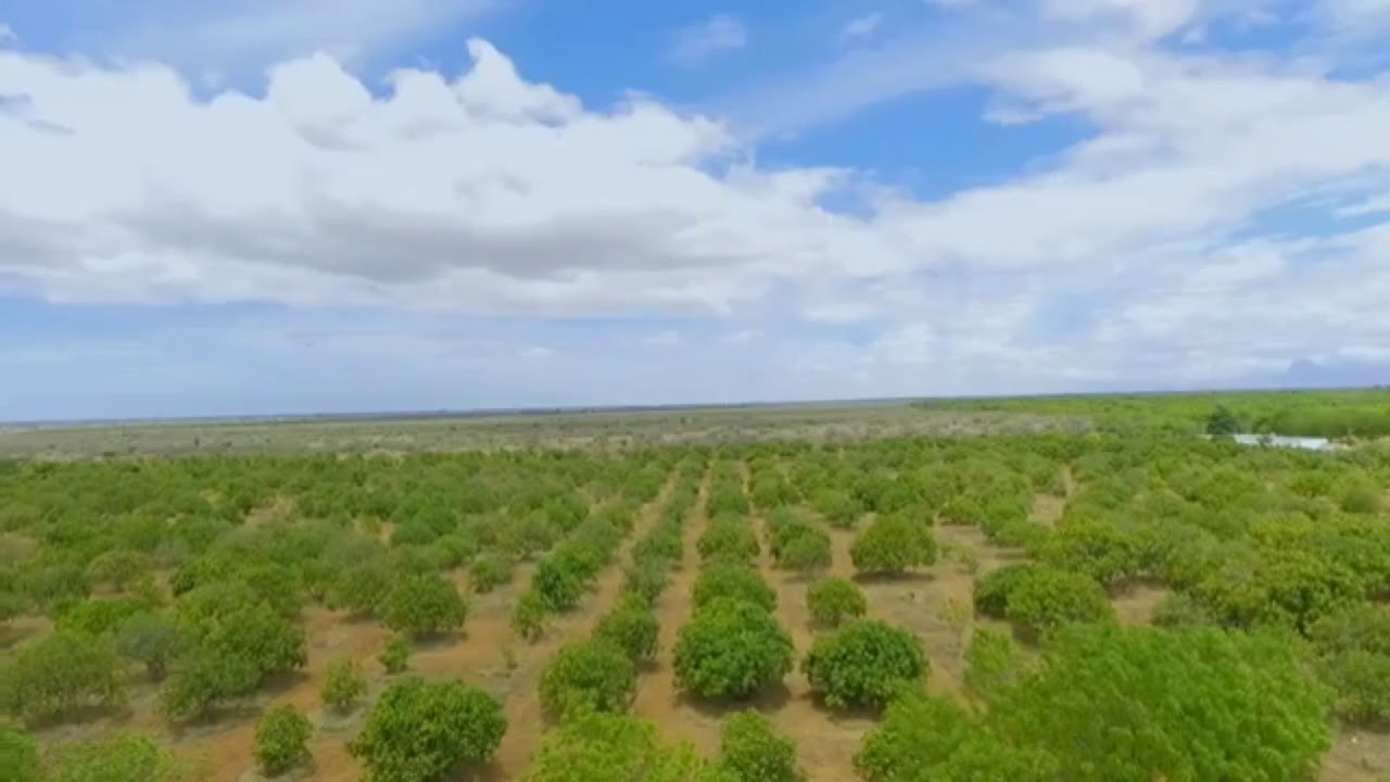 #105 | For Sale 1,200 Acres | Thoothukudi | Fully Clear Title Land With Juice Factory & 17,000MangoT