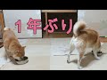 1年ぶりにご飯を一緒に食べる柴犬まめとちゃめ