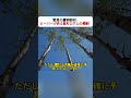 驚異の建築技術! ビーバーが作る巨大なダムの秘密! #建築の達人 #ビーバーダム #生き物の知恵 #自然の力 #動物世界