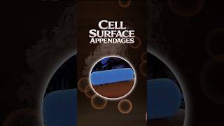 Cell Surface Appendages #microbiology #medicaleducation