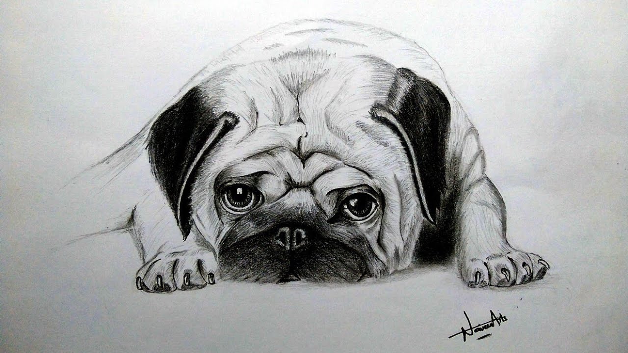 How To Draw A Realistic Dog Step By Step / How to Draw Dogs - Draw A