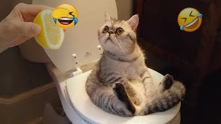 🐱 So Funny! Funniest Cats and Dogs 2024 😸😘 Funny Animal Videos 🐕😘