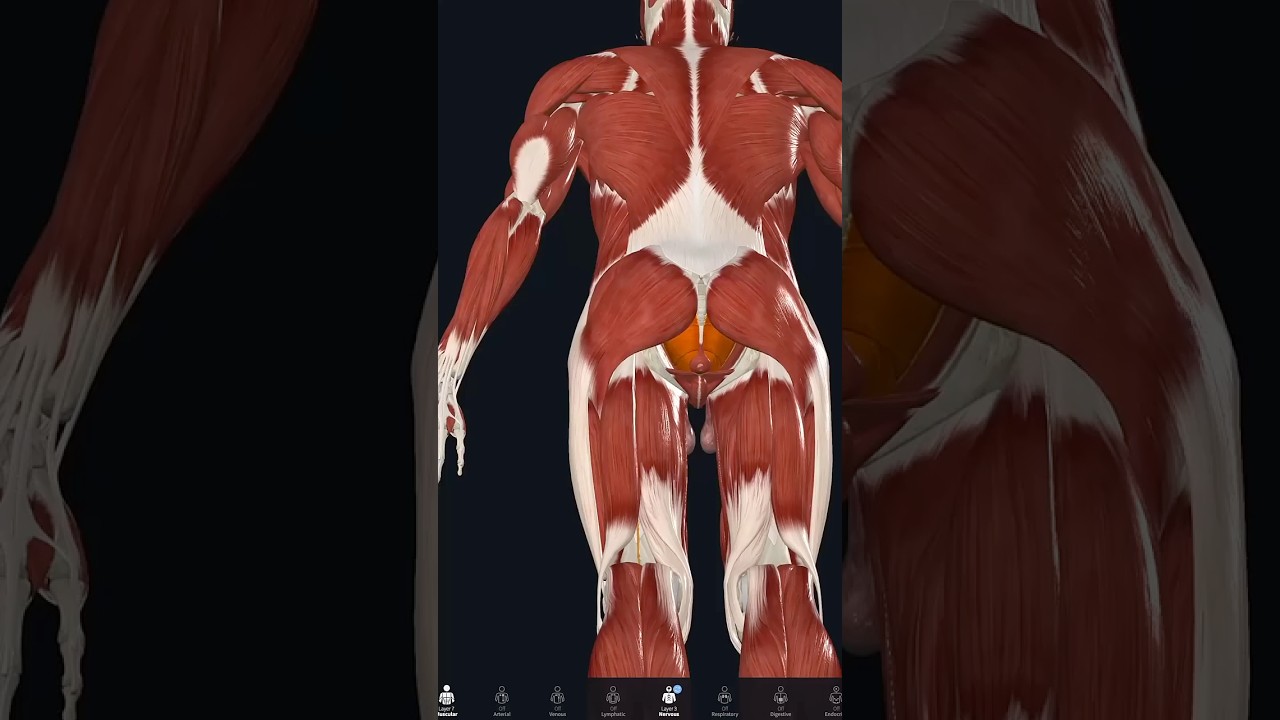 Meet the perineum—your most underrated core stabilizer.