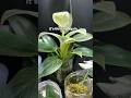 This is your sign to rescue a plant🌱 #plants #plantrescue #houseplants
