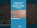ALOPECIA AREATA: ENTENDA OS PRINCIPAIS ACHADOS TRICOSCÓPICOS para IDENTIFICAR essa PATOLOGIA 🔍