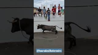 Touradas Ilha Terceira- verão 2022