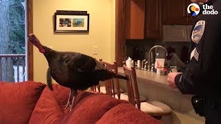 Couple Comes Home To Find A Wild Turkey On The Couch  | The Dodo