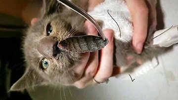 Removing A Huge Botfly Maggot Inside A Cat