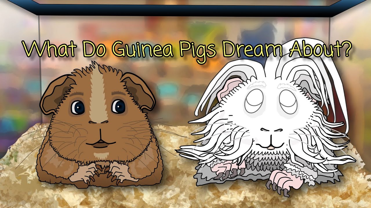 What Do Guinea Pigs Dream About? YouTube