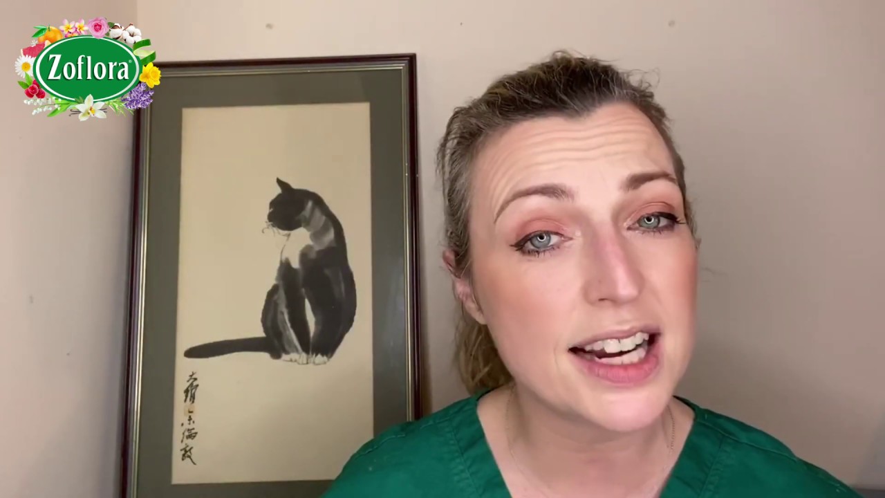 Cat Henstridge The Zoflora Vet Coronavirus and Pets YouTube