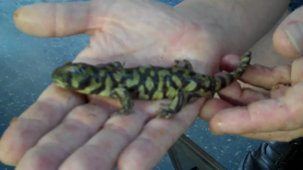 tarantula spider MR. ROBOTO AND THE TIGER SALAMANDER!