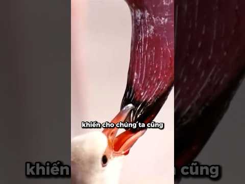 Hồng hạc đang