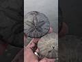 Beautiful Sand Dollars at Westport, Washington! | Episode 48