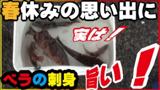 ペットボトル仕掛けで釣ったベラを食べさせた(34話目)