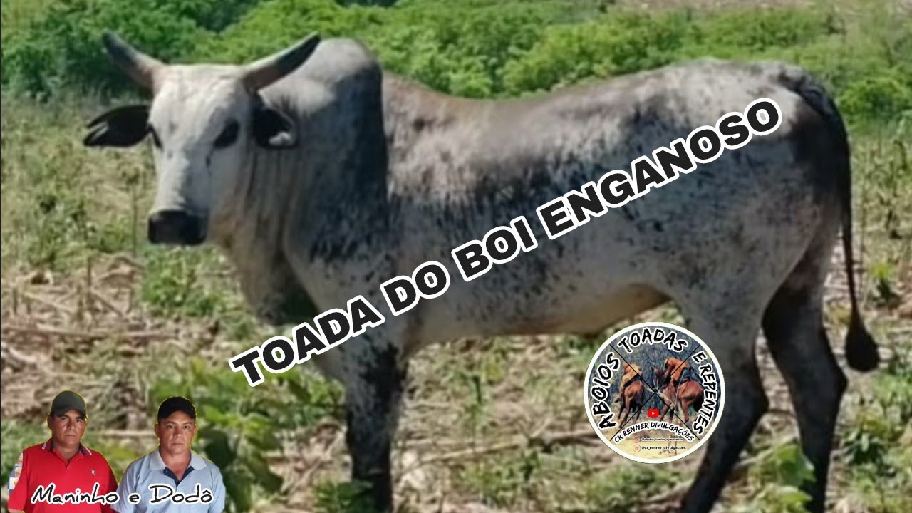 Maninho e Dodô - Toada do Boi Enganoso