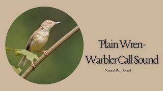 Download Lagu Listen to the Beautiful Plain Wren Warbler Call | Real Field Recording MP3